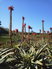 2017/02/07_爪木崎のアロエ