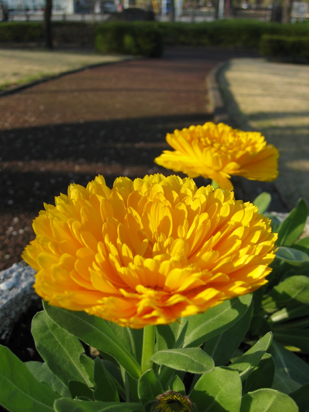 2016/03/19_花の丘農林公苑