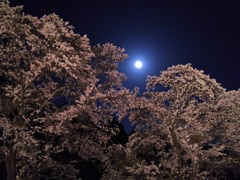 2018/03/31_外秩父の月夜桜