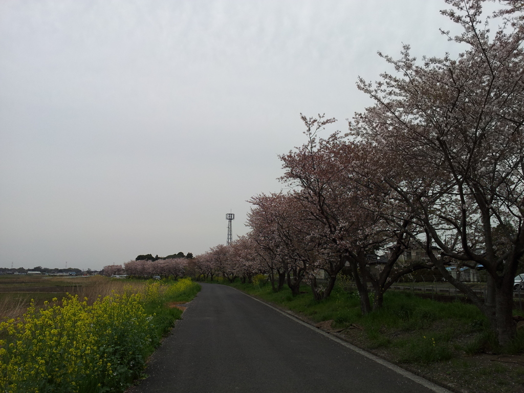 2016/04/10_見沼代用水の桜と菜の花