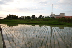 2016/06/26_水田の夕暮れ