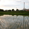 2016/06/26_水田の夕暮れ