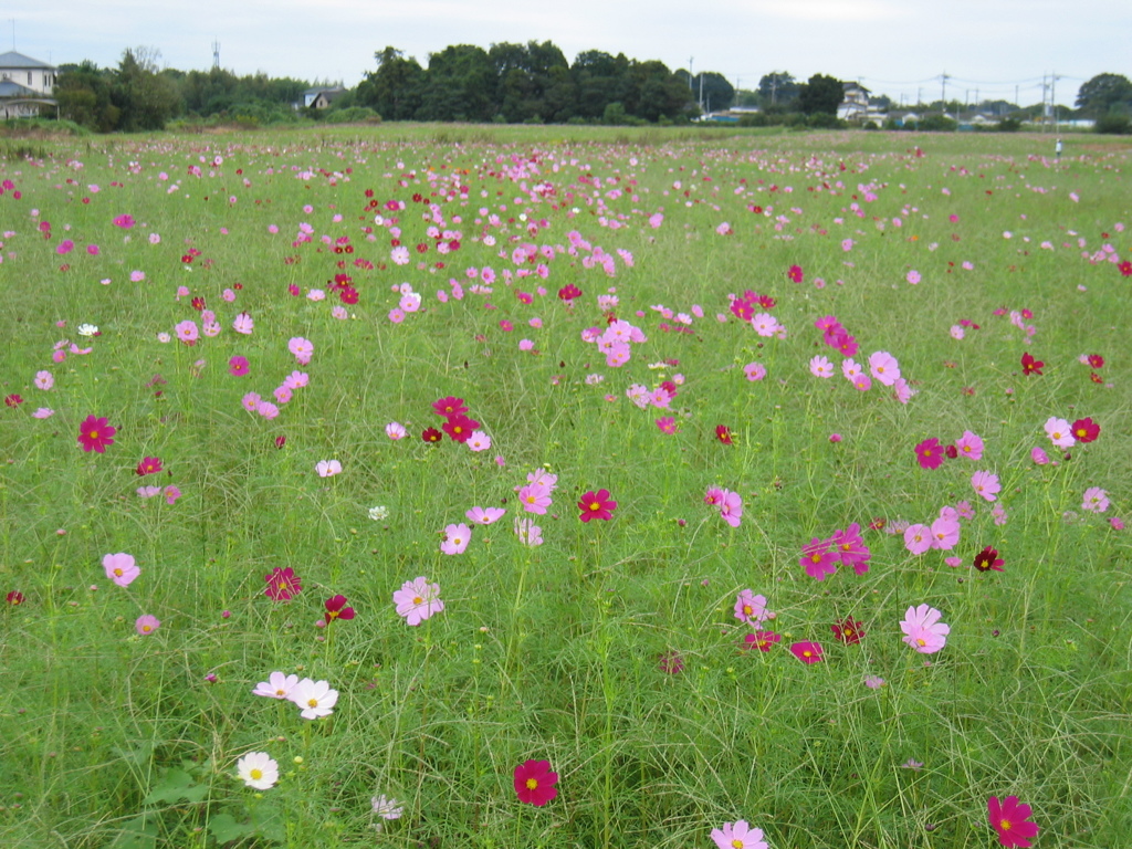 2016/10/10_蓮田駒崎コスモス畑
