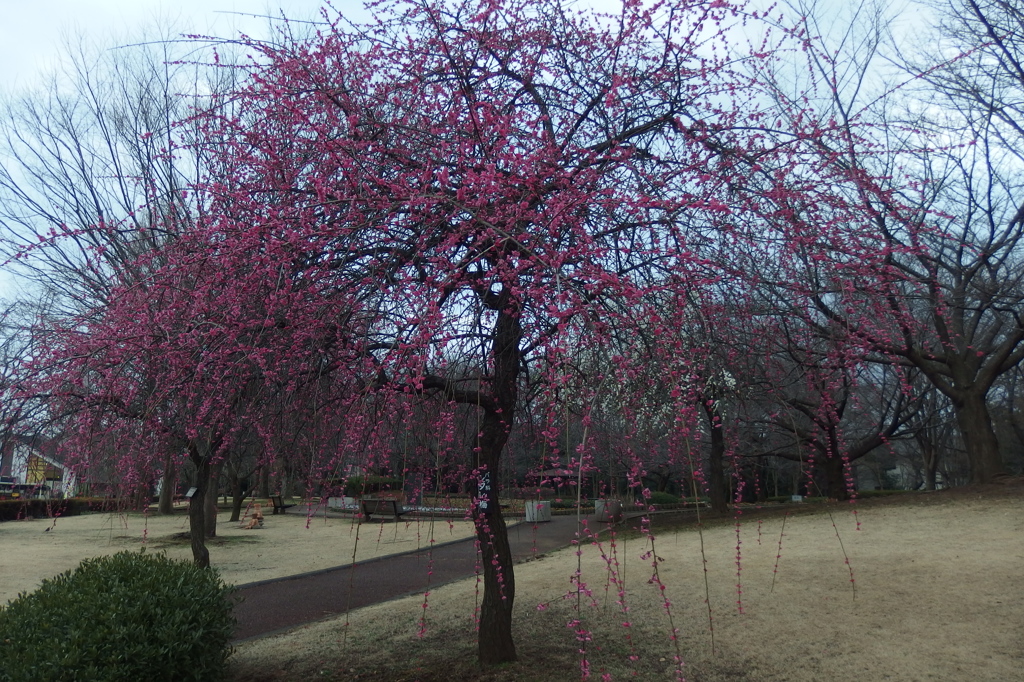 2016/02/28_花の丘農林公苑の枝垂れ梅