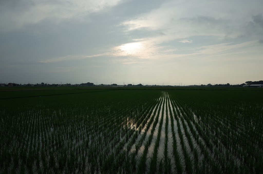 2015/07/05_水田に曇天