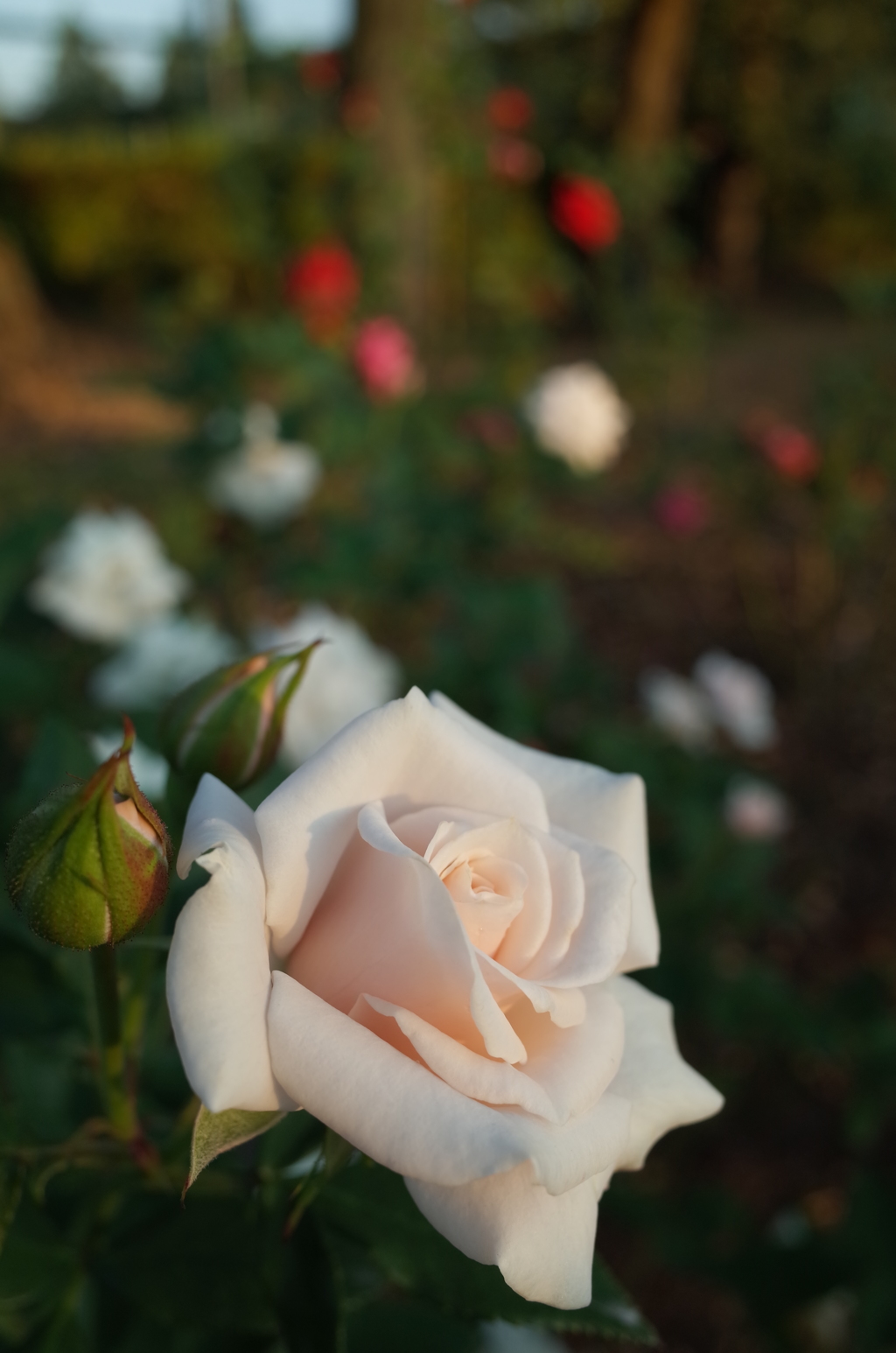 2015/10/18_伊奈バラ園の薔薇