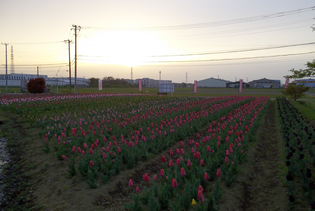 2016/04/10_夕暮れの花のオアシス