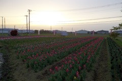 2016/04/10_夕暮れの花のオアシス