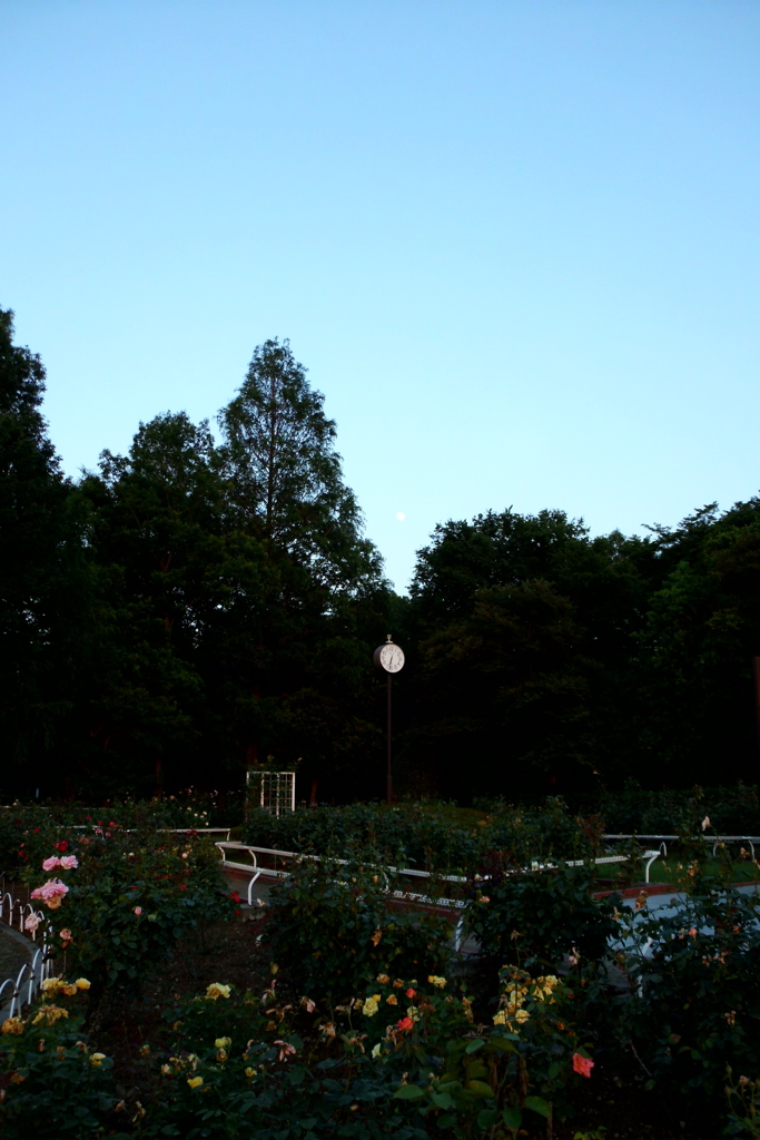 2016/06/18_夕暮れの伊奈バラ園に月