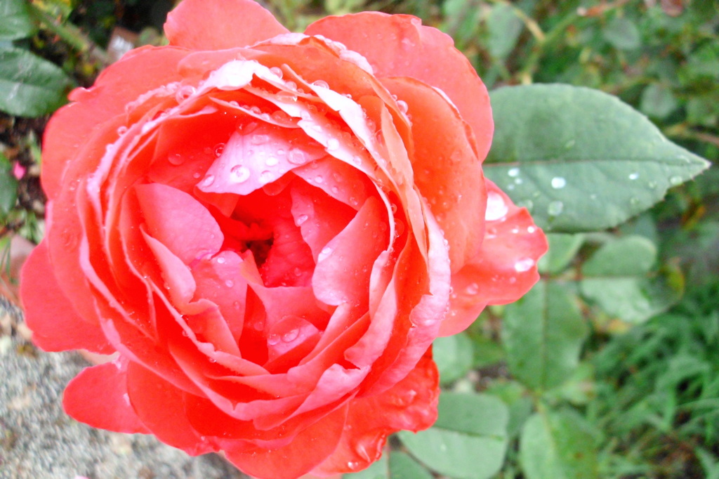 2014/06/29_雨上がりの伊奈バラ園