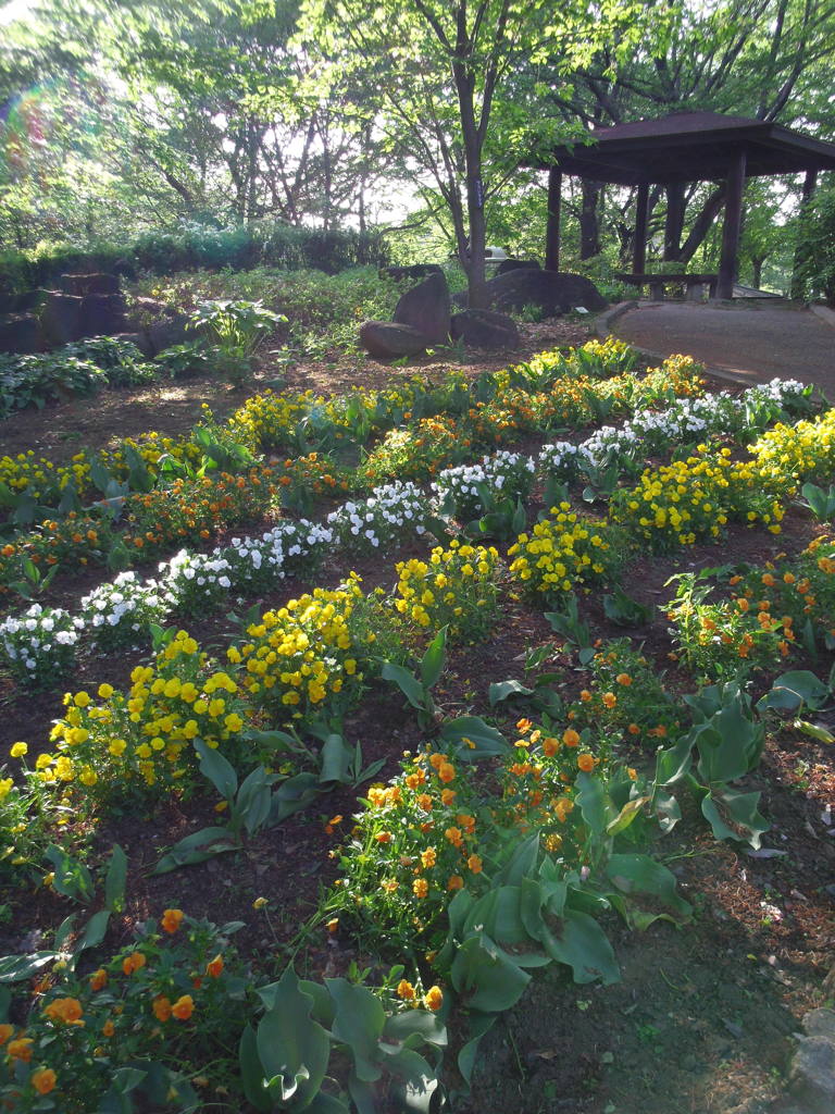 2017/04/30_花の丘農林公苑のビオラ