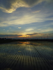 2017/07/02_水田の夕暮れ