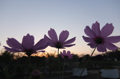 2015/10/18_伊奈バラ園の夕暮れコスモス