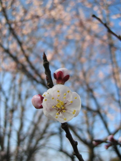 2016/03/19_花の丘農林公苑の杏