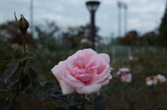 2014/10/12_伊奈バラ園の薔薇