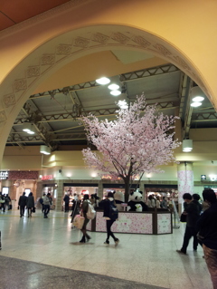 2016/03/18_上野駅の桜とパンダ