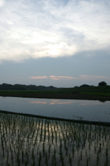 2016/07/02_水田の夕暮れ