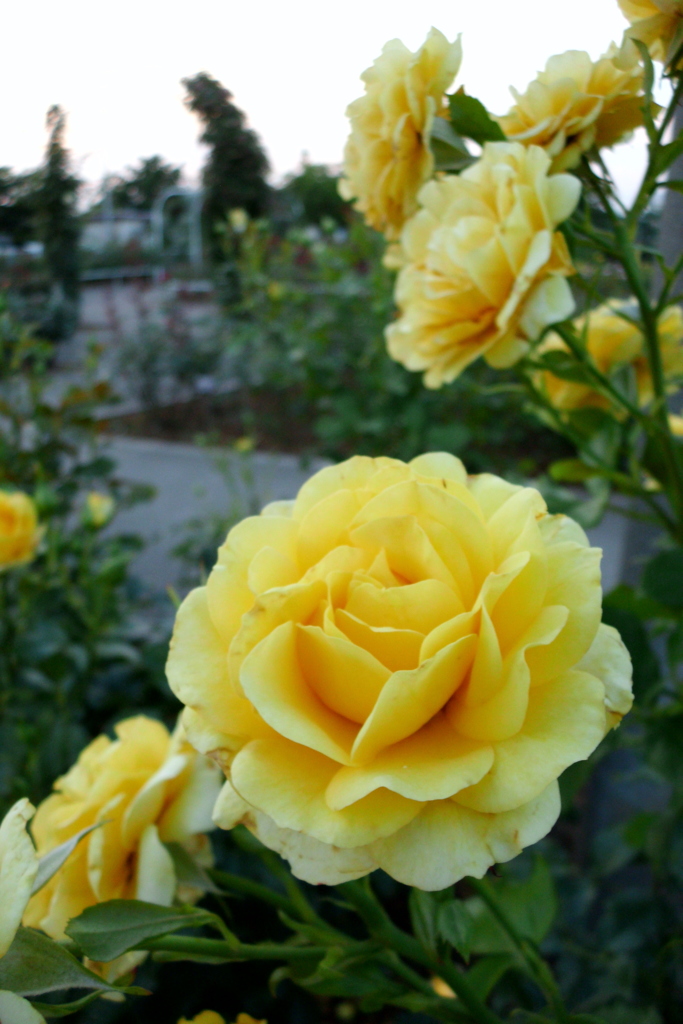2016/06/18_伊奈バラ園の薔薇