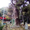 2018/10/27_子ノ権現の杉
