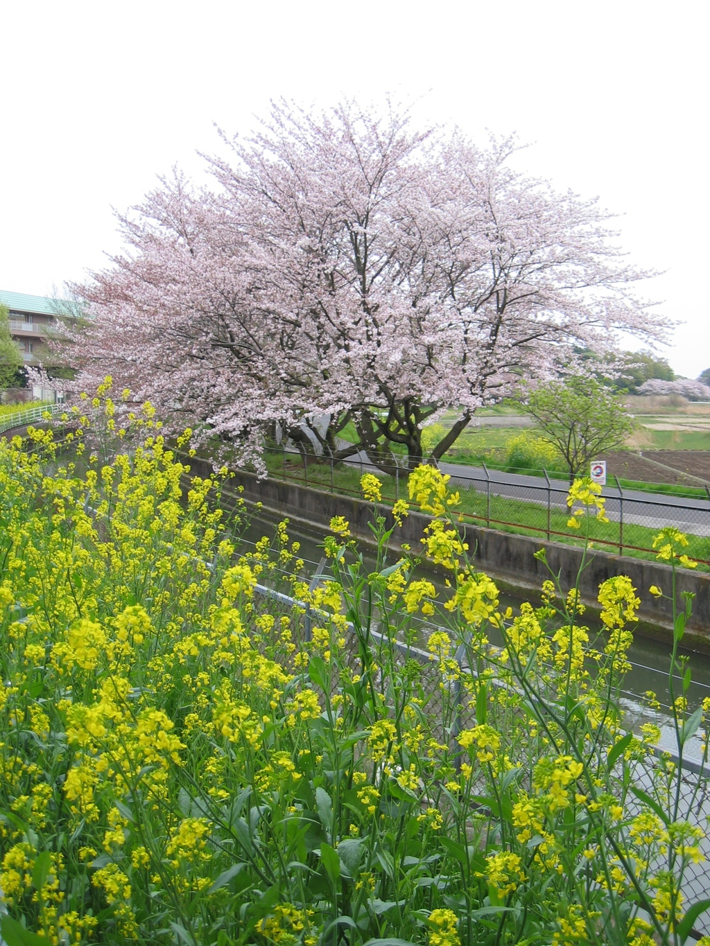 2016/04/10_見沼代用水の桜と菜の花