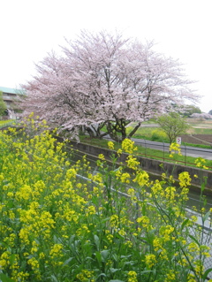 2016/04/10_見沼代用水の桜と菜の花