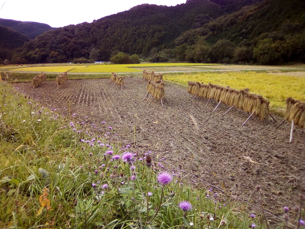 2018/10/14_下里の薊と稲架掛け