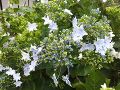 2018/06/16_天神山の紫陽花