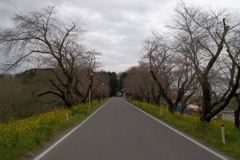2016/03/27_城ヶ谷堤
