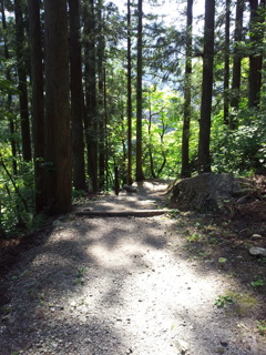 2017/05/20_遊歩道の木漏れ日