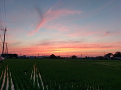 2018/06/24_水田の夕暮れ