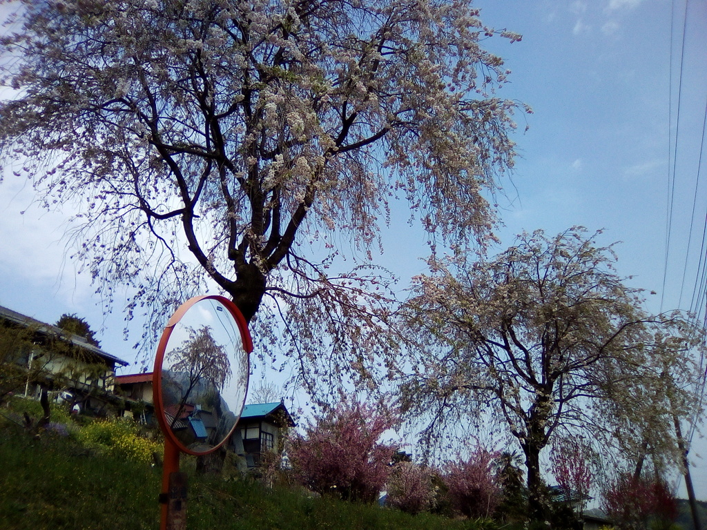 2019/04/21_外秩父山中の桜