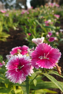 2016/03/19_花の丘農林公苑のナデシコ