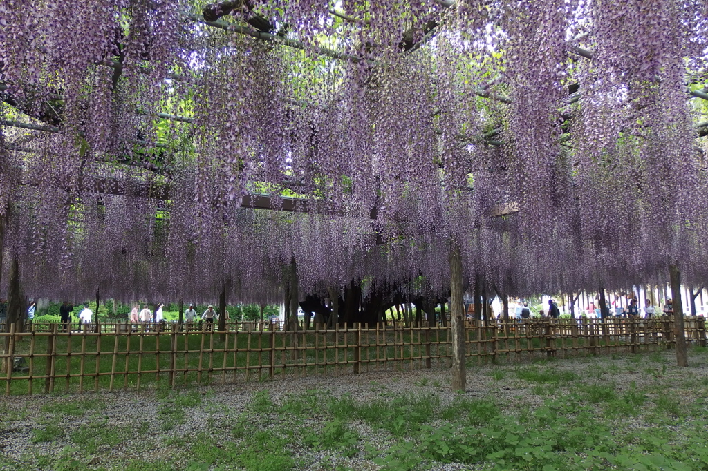 2015/05/03_玉敷公園の藤