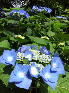 2018/06/16_天神山の紫陽花