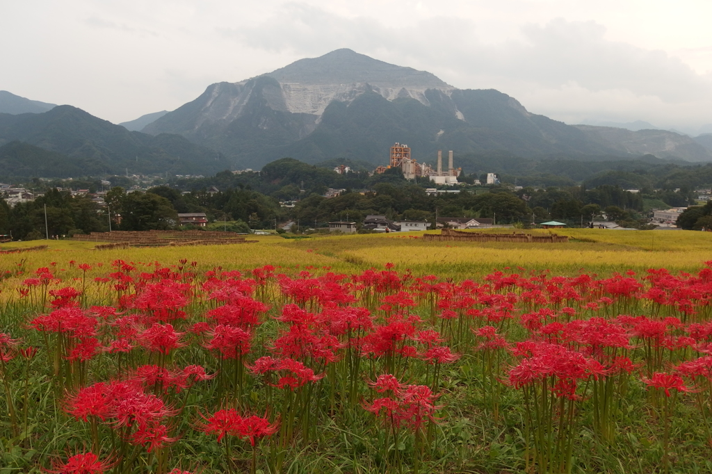 2015/09/21_寺坂棚田の彼岸花と武甲山