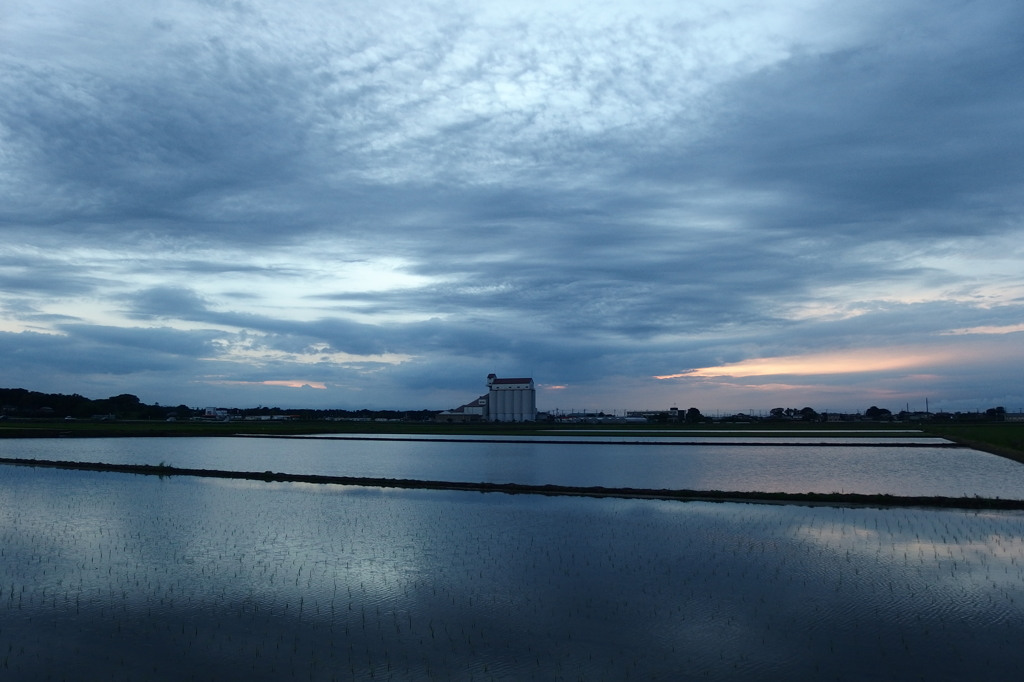 2015/06/21_水田の夕暮れ