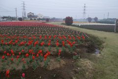 2016/04/10_花のオアシス