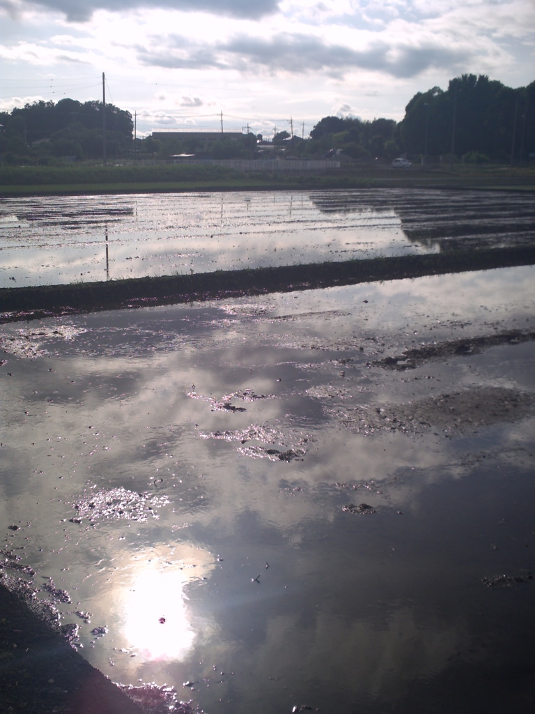 2017/05/14_水田に雲