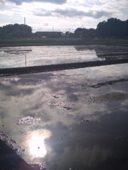 2017/05/14_水田に雲