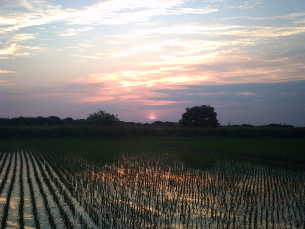 2015/05/24_水田の夕暮れ