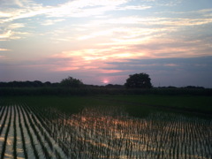 2015/05/24_水田の夕暮れ