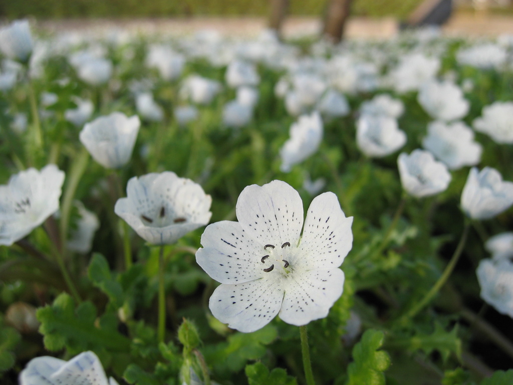 2016/03/19_花の丘農林公苑のネモフィラ