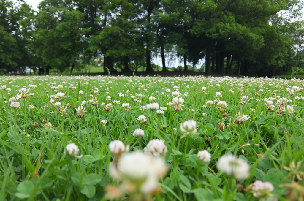 2014/07/06_さきたま古墳公園