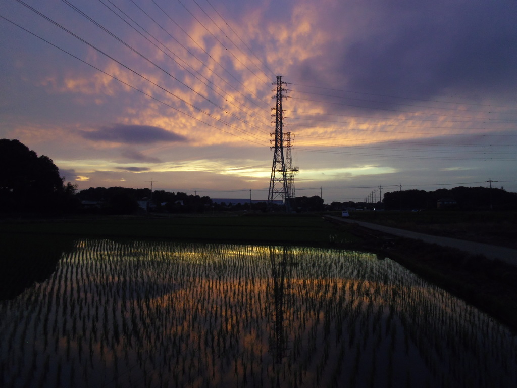 2017/06/25_水田の夕暮れ