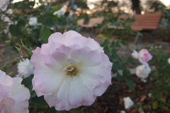 2015/10/18_伊奈バラ園の薔薇