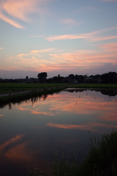 2015/07/25_水田の夕暮れ 