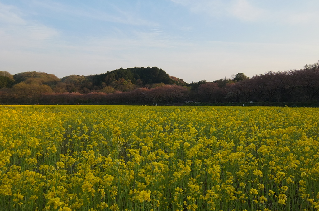 2014/04/12_巾着田の菜の花