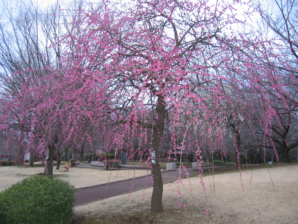 2016/02/28_花の丘農林公苑の枝垂れ梅
