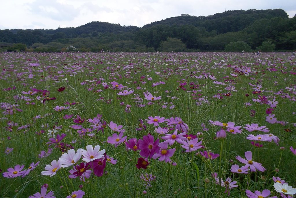 2016/09/10_巾着田のコスモス畑