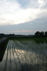 2016/07/02_水田の夕暮れ